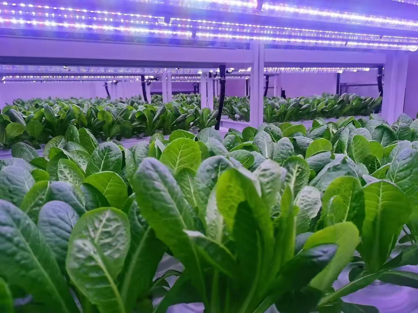 Peralatan Pertanian Rumah Kaca - Hydroponic Tower ulasan dan harga
