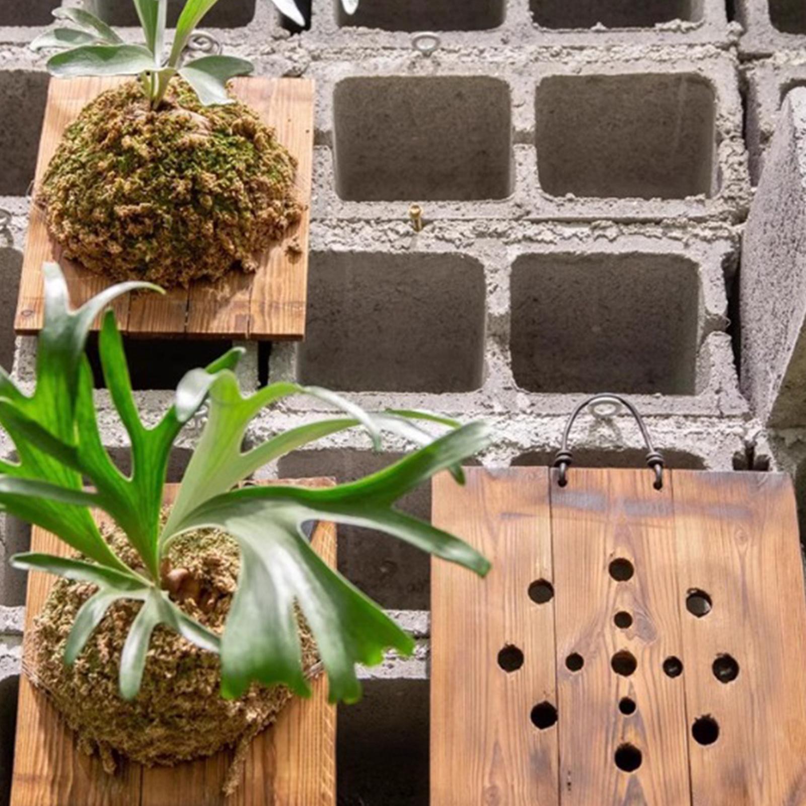 Kit Penanam Tanaman Dinding Ka - Indoor Garden Kit ulasan dan harga